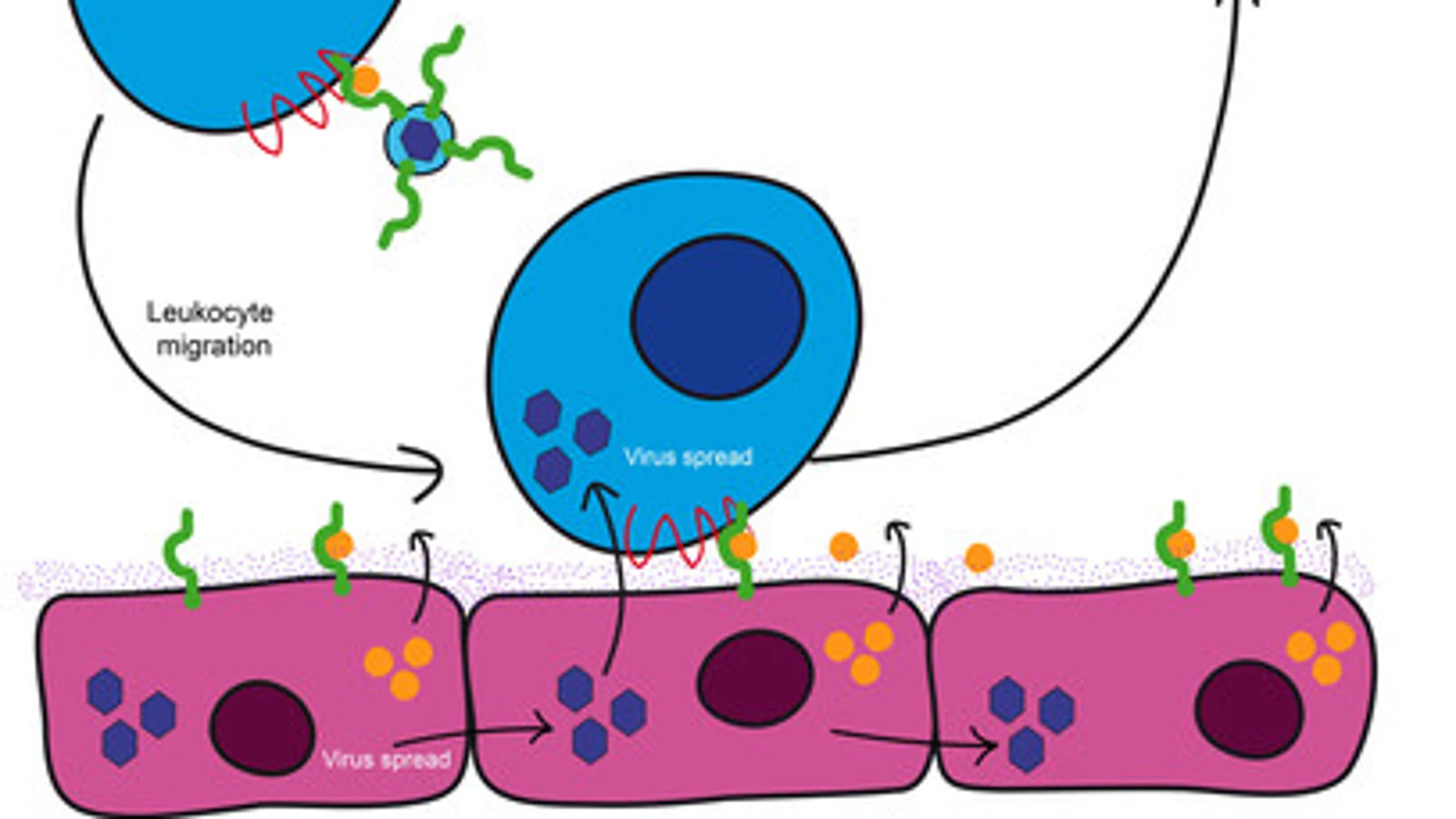 El diagrama ilustra cómo el virus de la varicela zóster se sirve de una proteína para secuestrar a los glóbulos blancos y esparcirse por el cuerpo