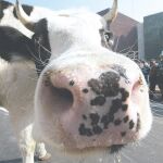 El modo de producción y la alimentación de las vacas explica las diferencias nutricionales entre los productos orgánicos y convencionales