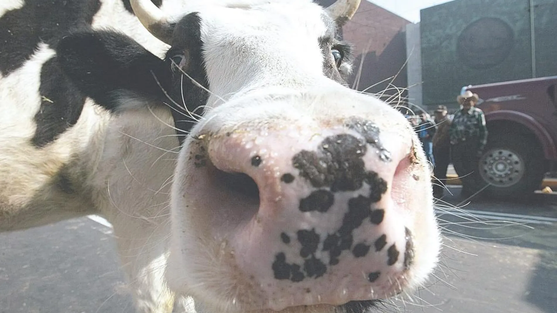 El modo de producción y la alimentación de las vacas explica las diferencias nutricionales entre los productos orgánicos y convencionales