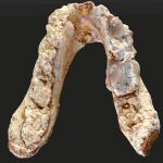Fragmento de mandíbula del Graecopithecus freybergi encontrado en Europa