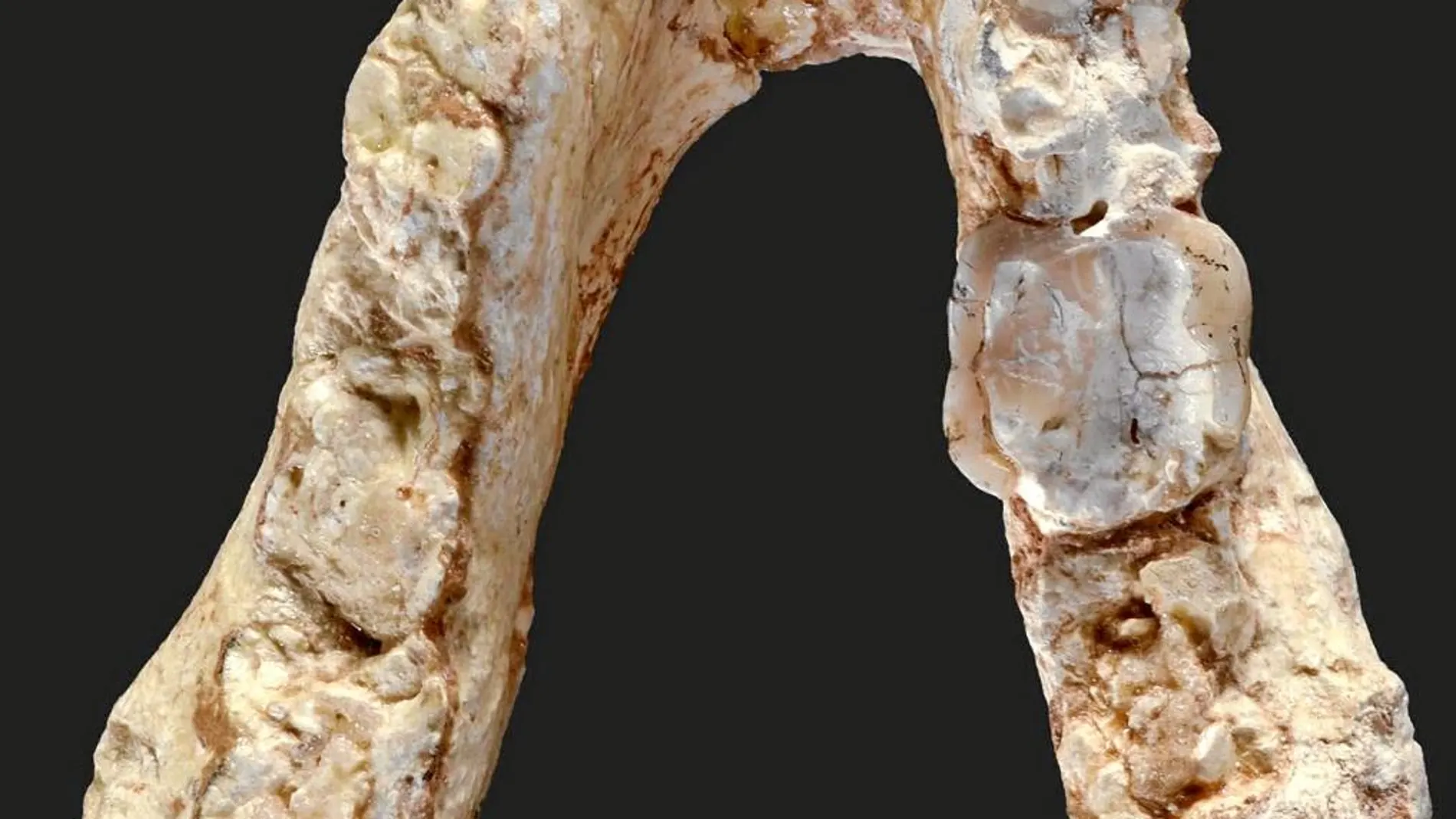 Fragmento de mandíbula del Graecopithecus freybergi encontrado en Europa