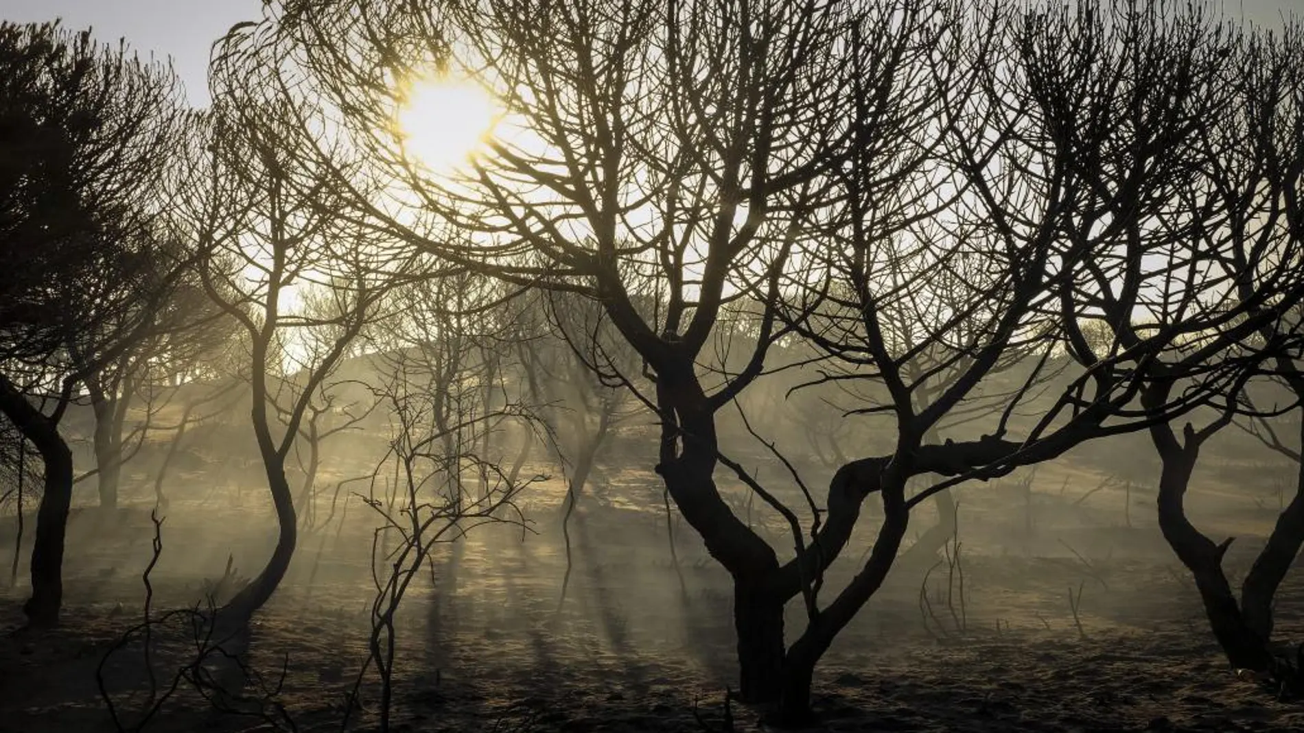 El primer recuento de especies afectadas confirma la gravedad del incendio de Moguer