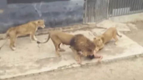 Matan a dos leones para salvar a un joven que entró a la jaula para suicidarse