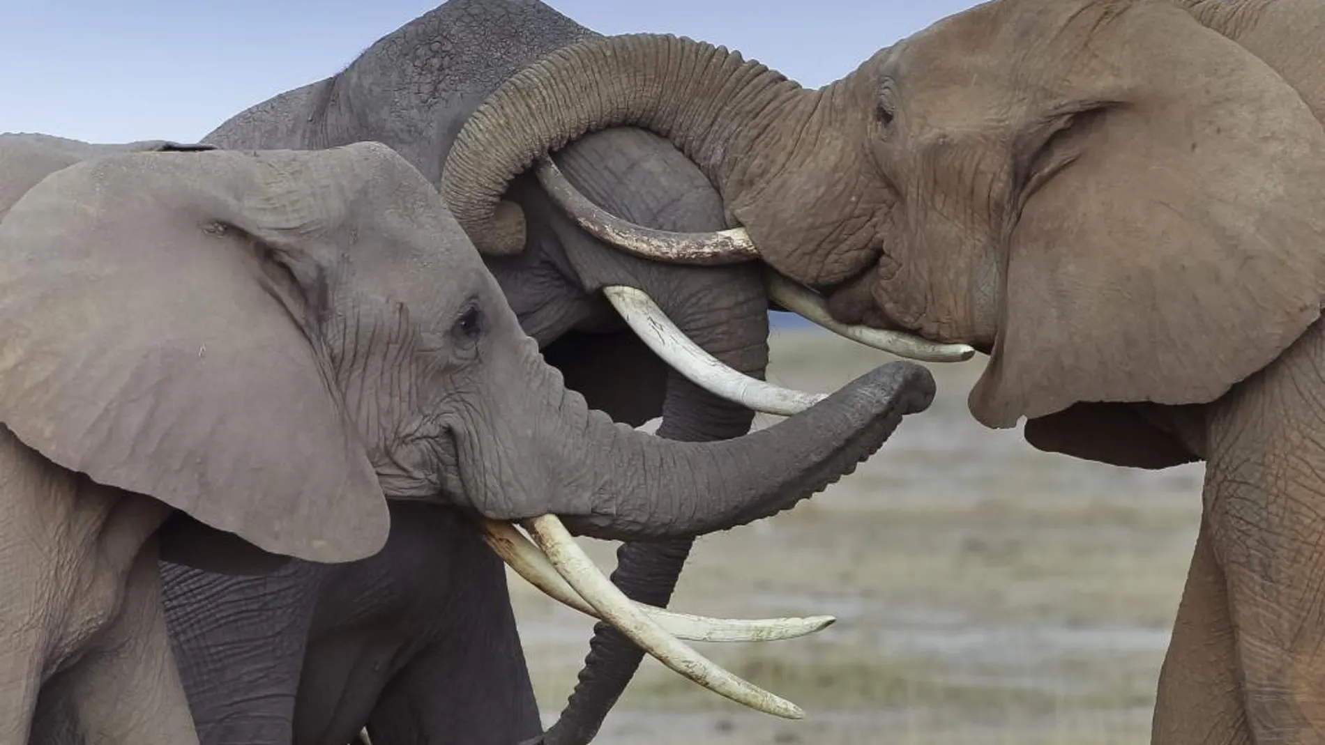 Muere un hombre aplastado por un elefante con el que quería hacerse un «selfie»