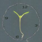 Las plantas tienen un «reloj maestro»