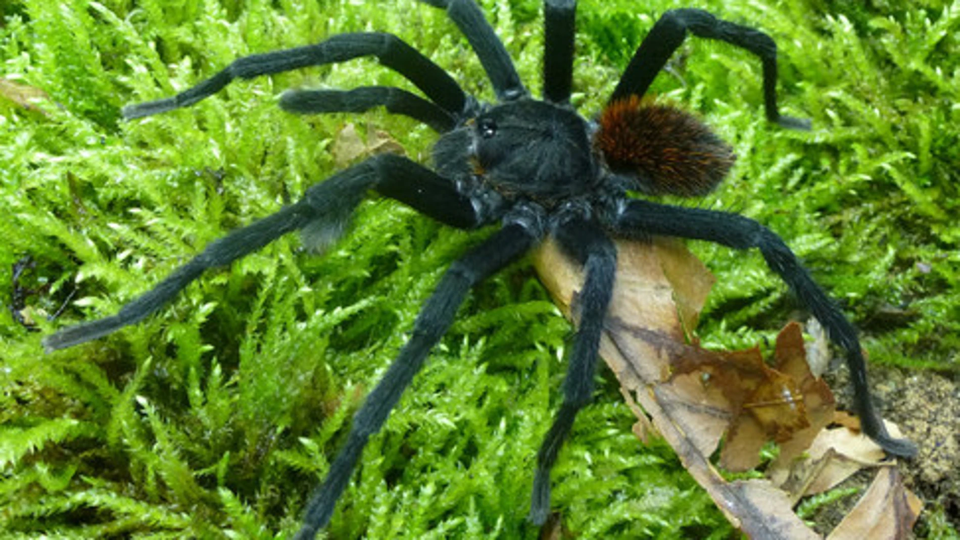 Macho de la nueva especie y género de tarántula, Kankuamo marquezi, en su hábitat natural