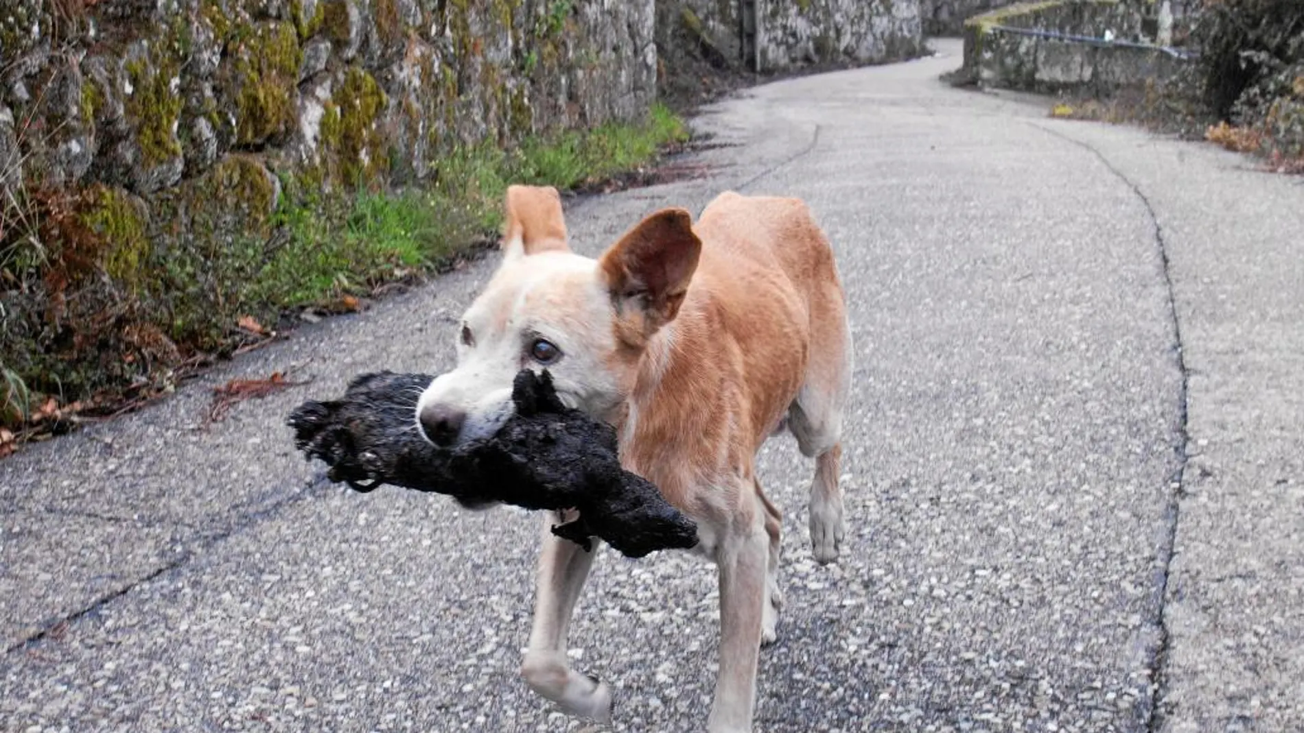 La imagen de esta perrita que lleva el cadáver de su cría calcinada en el incendio forestal en la aldea de Chandebrito en Nigrán (Pontevedra) es una gran muestra del grave daño que el fuego ha ocasionado