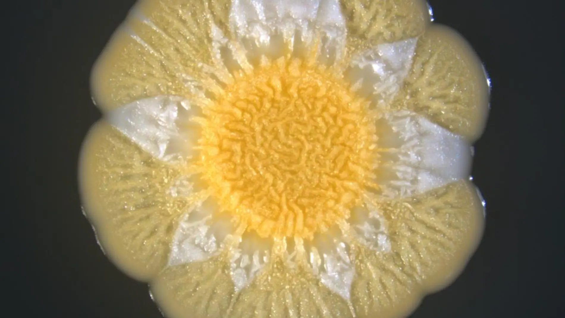 Colonia de S. aureus crecida durante 5 días diversificando subpoblaciones (con pigmentación diferente)