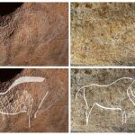 Dos de los 70 grabados de animales del paleolítico superior halados en la cueva