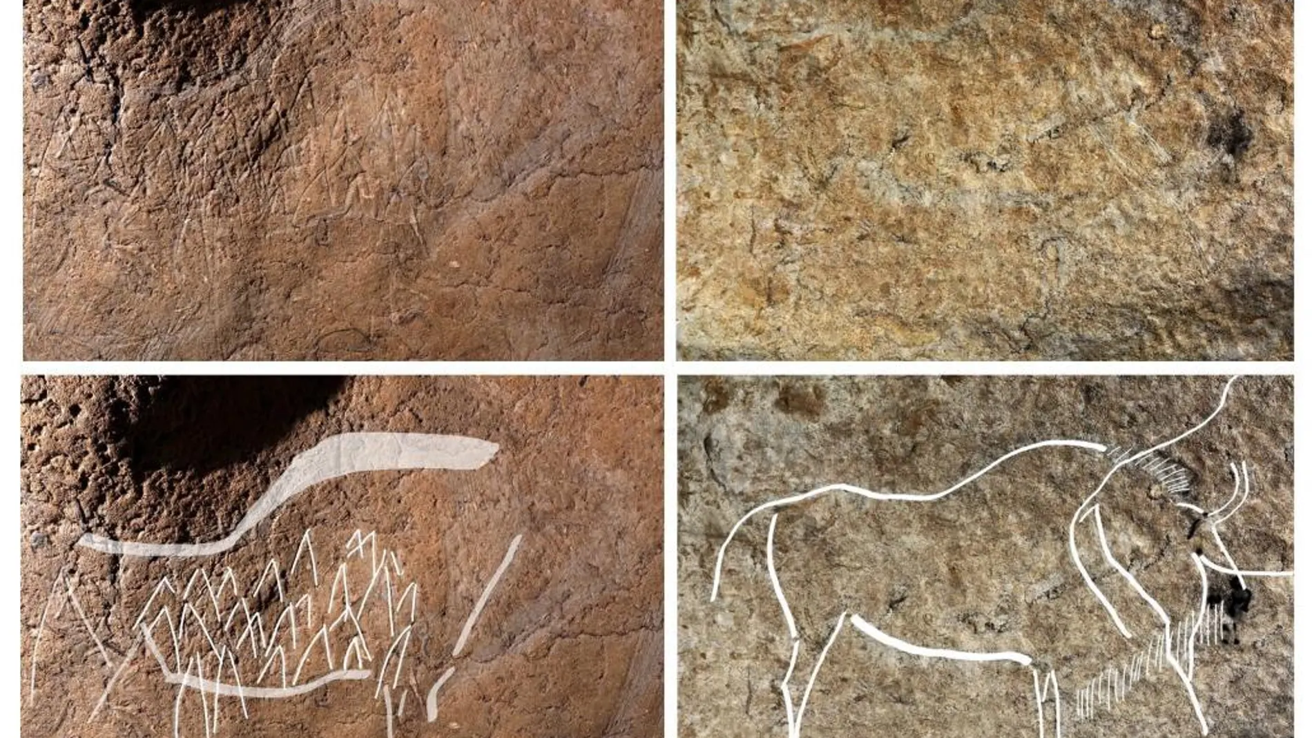 Dos de los 70 grabados de animales del paleolítico superior halados en la cueva