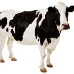 Imagen del perfil de Twitter de La vaca Rebeca