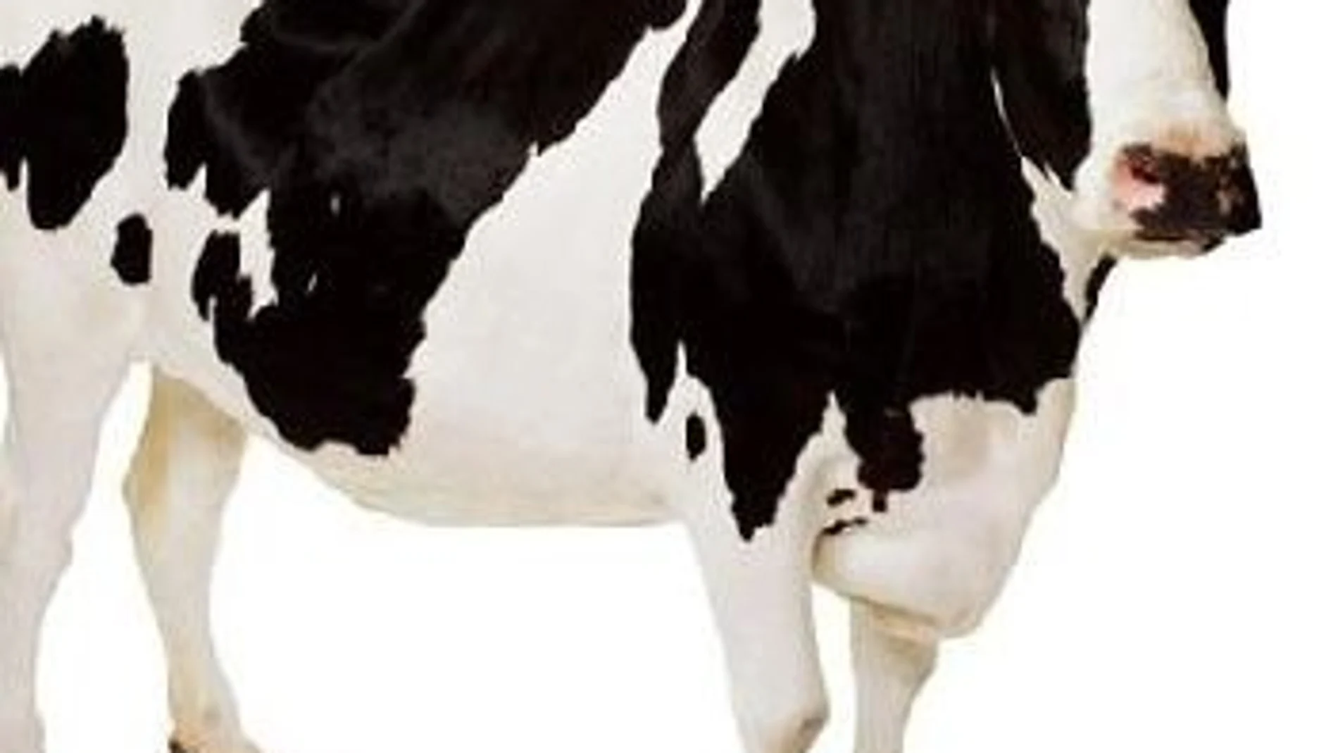 Imagen del perfil de Twitter de La vaca Rebeca