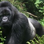 El estudio se ha realizado con un gorila del Zoo de Chicago