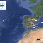 Una de las tortugas recuperadas por el Oceanogràfic ha surcado el Mediterráneo y ya avanza por el Atlántico