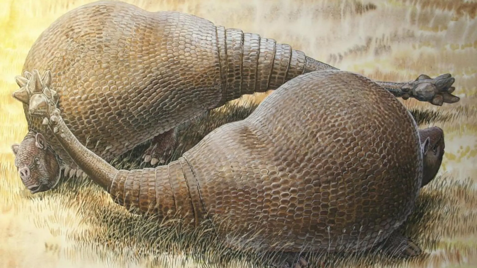 Recreación de dos armadillos de la Edad de Hielo