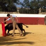 Miguel Ángel Perera tentado una vaca