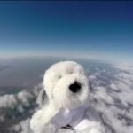Se busca perro de peluche perdido en el espacio