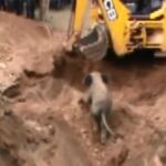 Rescate de un bebé elefante de un pozo en la India