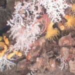 Este tipo de corales forman colonias muy frágiles y ramificadas