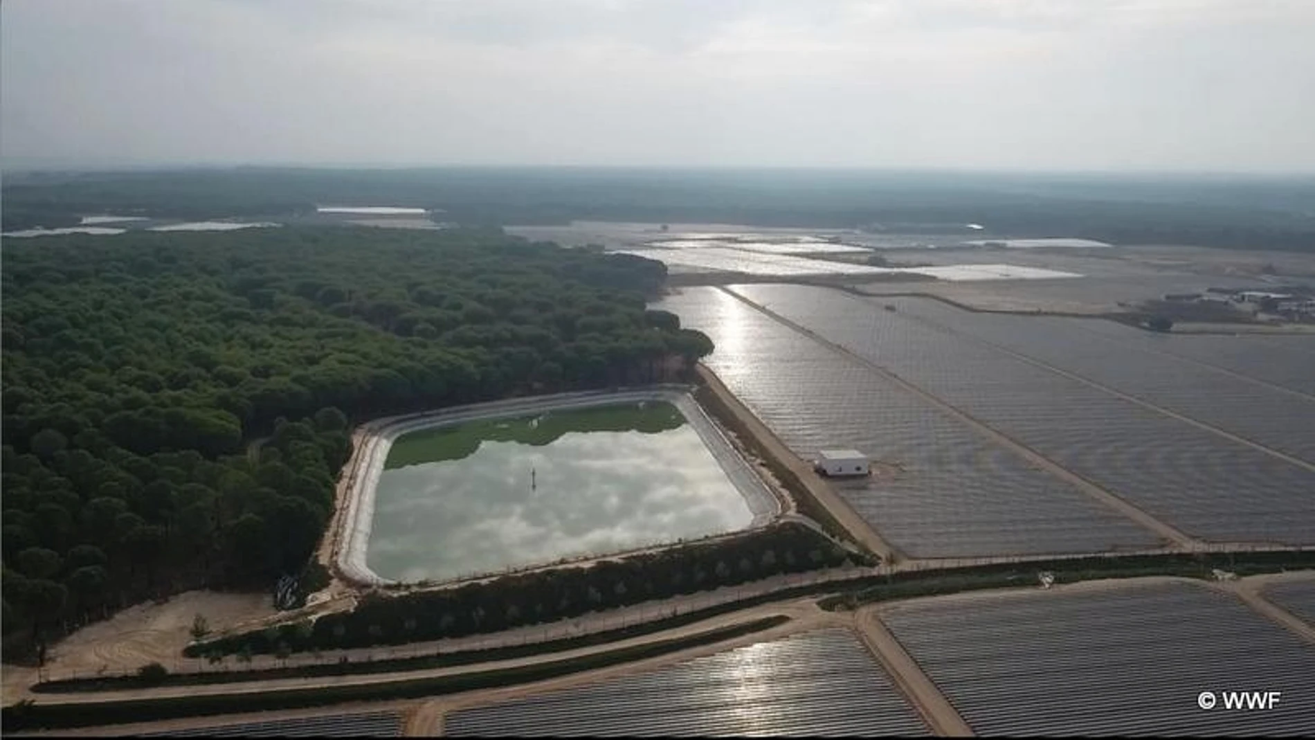 Imagen de un dron facilitada por WWF en la que se ve una balsa de riego, usadas para los cultivos, construida en un pinar del entorno de Doñana