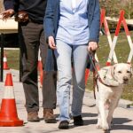 Un instructor de la ONCE supervisa la adaptación entre un perro guía y su usuario
