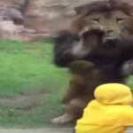 Un león intenta atacar a un niño en un zoo de Japón
