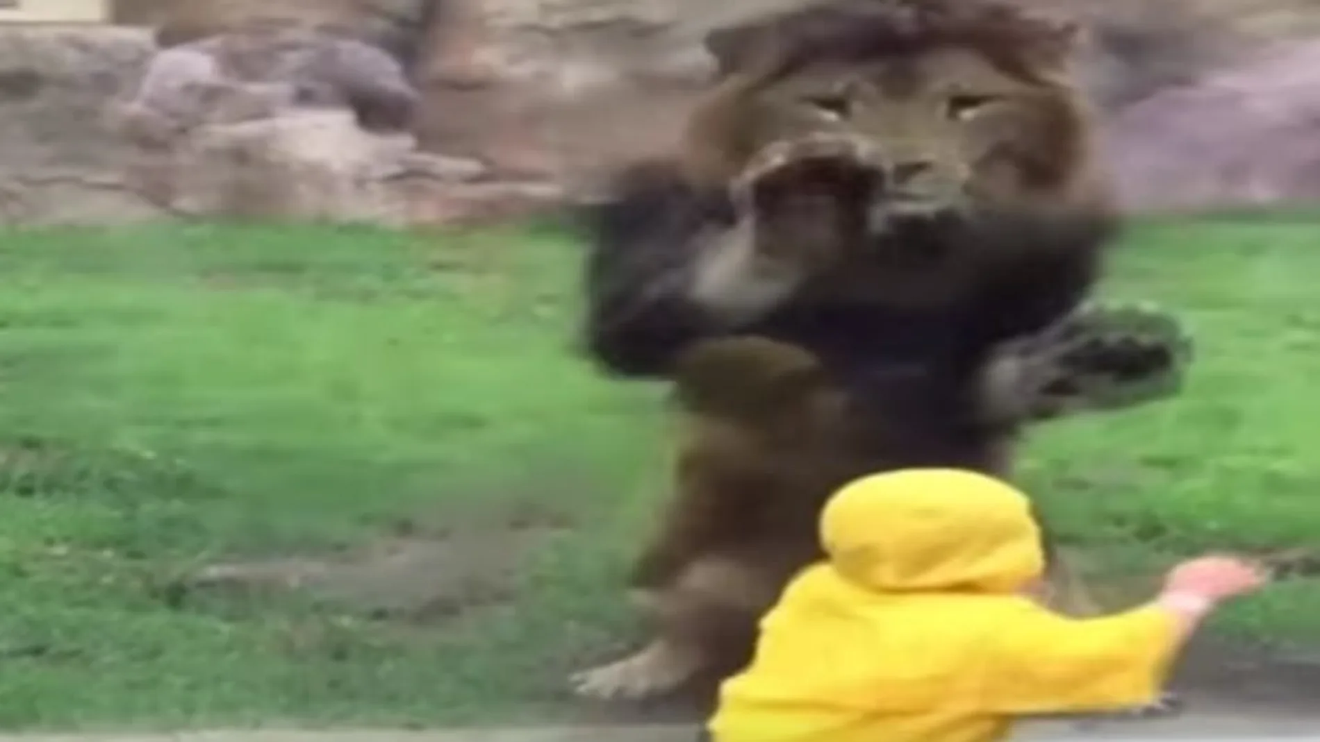 Un león intenta atacar a un niño en un zoo de Japón
