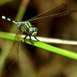 Las alas de los insectos, como las libélulas, son la inspiración para hacer turbinas más eficientes