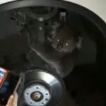 Rescatan a un koala en Australia escondido en la rueda de un todoterreno