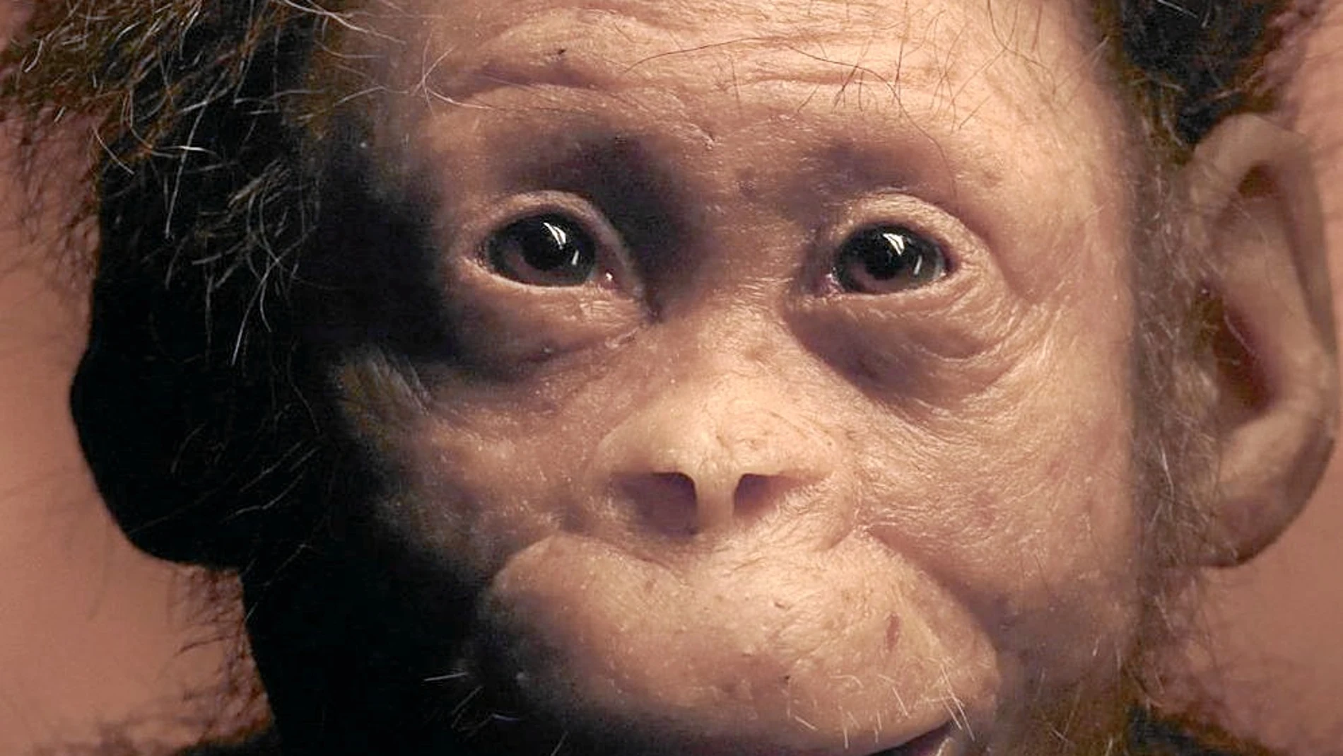 Reconstrucción de la cara de un Australopithecus afarensis de tres años