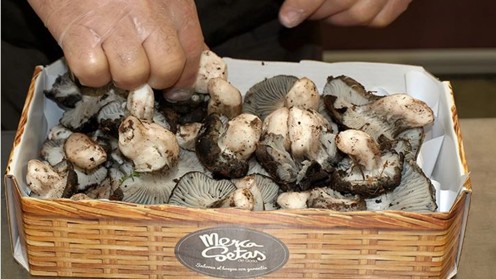 Soria profundiza en su sello nacional en el mundo micológico