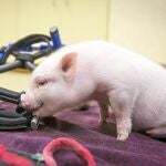 Chris P. Bacon, el cerdito que nació en una granja sin poder usar sus patas traseras