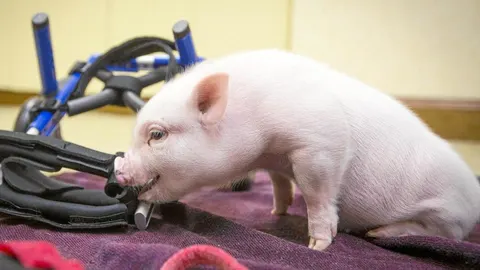 Chris P. Bacon, el cerdito que nació en una granja sin poder usar sus patas traseras
