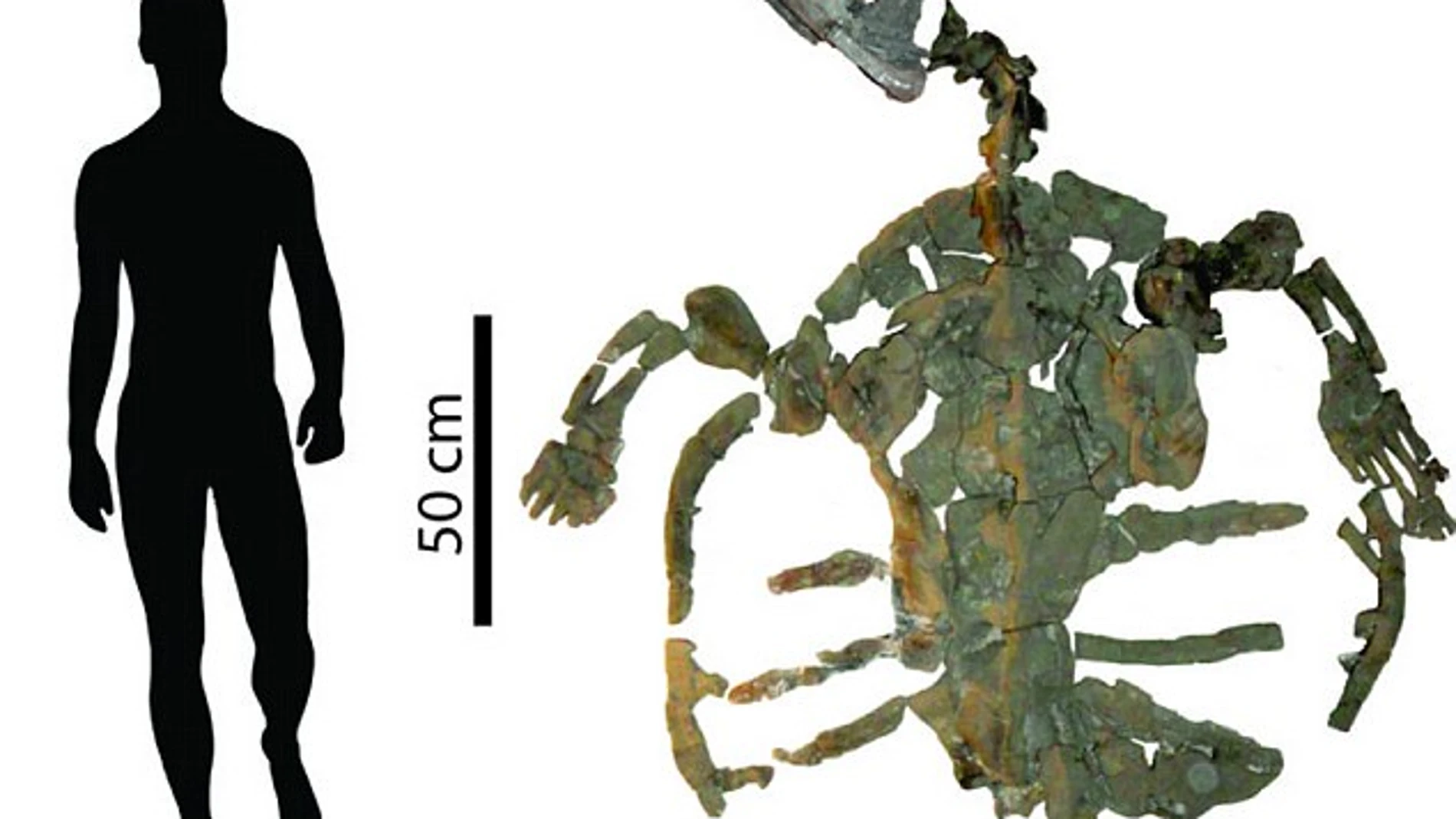 La tortuga más antigua de la Tierra medía más de dos metros