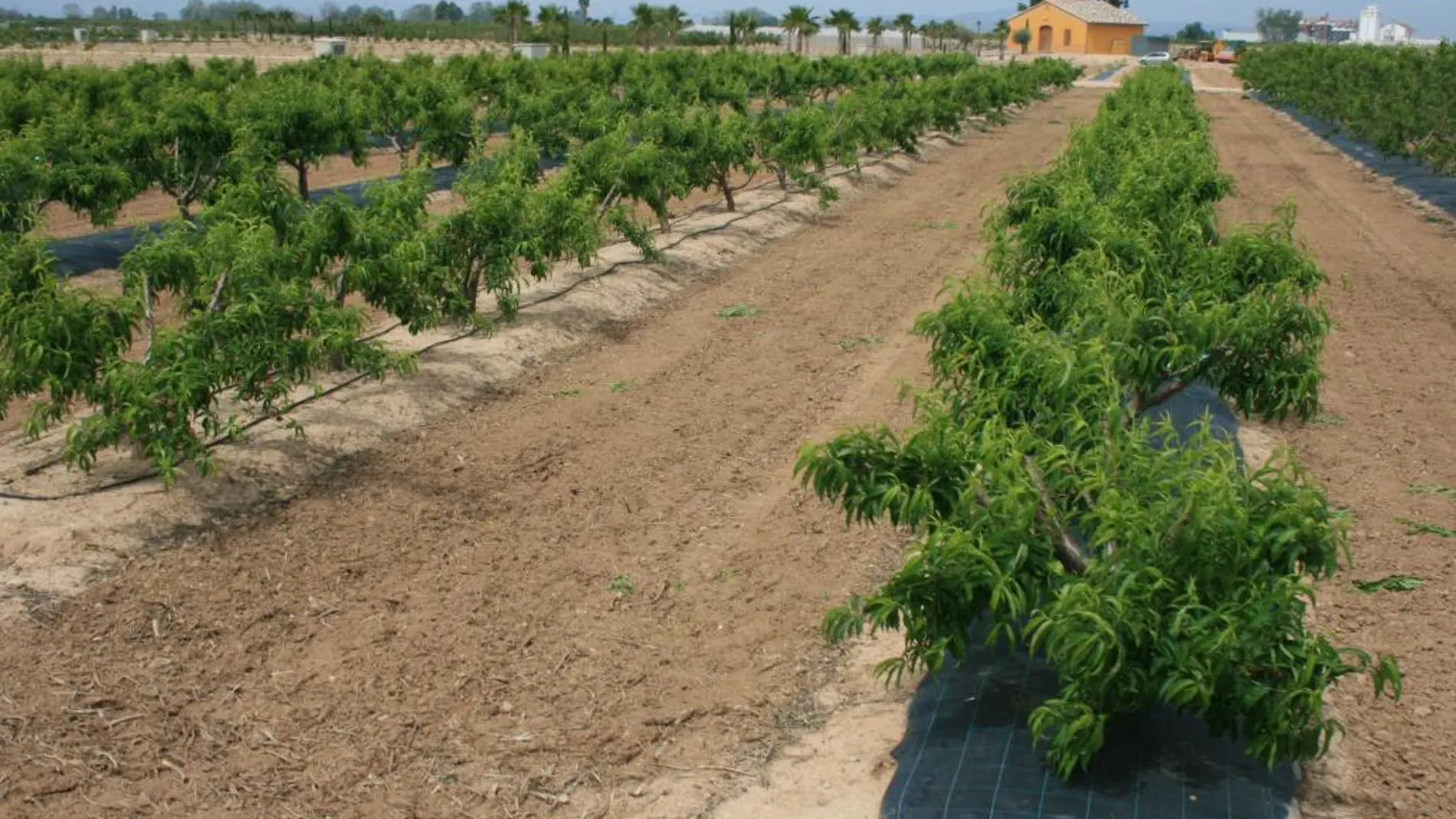 Imagen de una de las parcelas de la finca con frutales plantados en los que se experimenta diferentes formas de poda