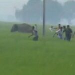 Uno de los animales engancha a un hombre y le balancea hasta que finalmente muere aplastado