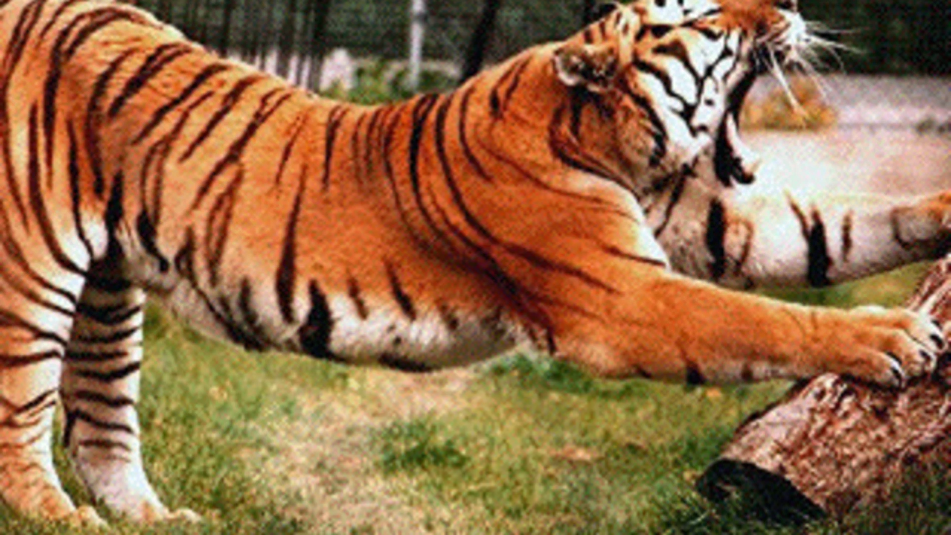 Un tigre mata a una trabajadora en un zoológico de Nueva Zelanda