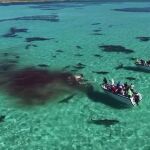 70 tiburones devoran una ballena delante de una veintena de turistas