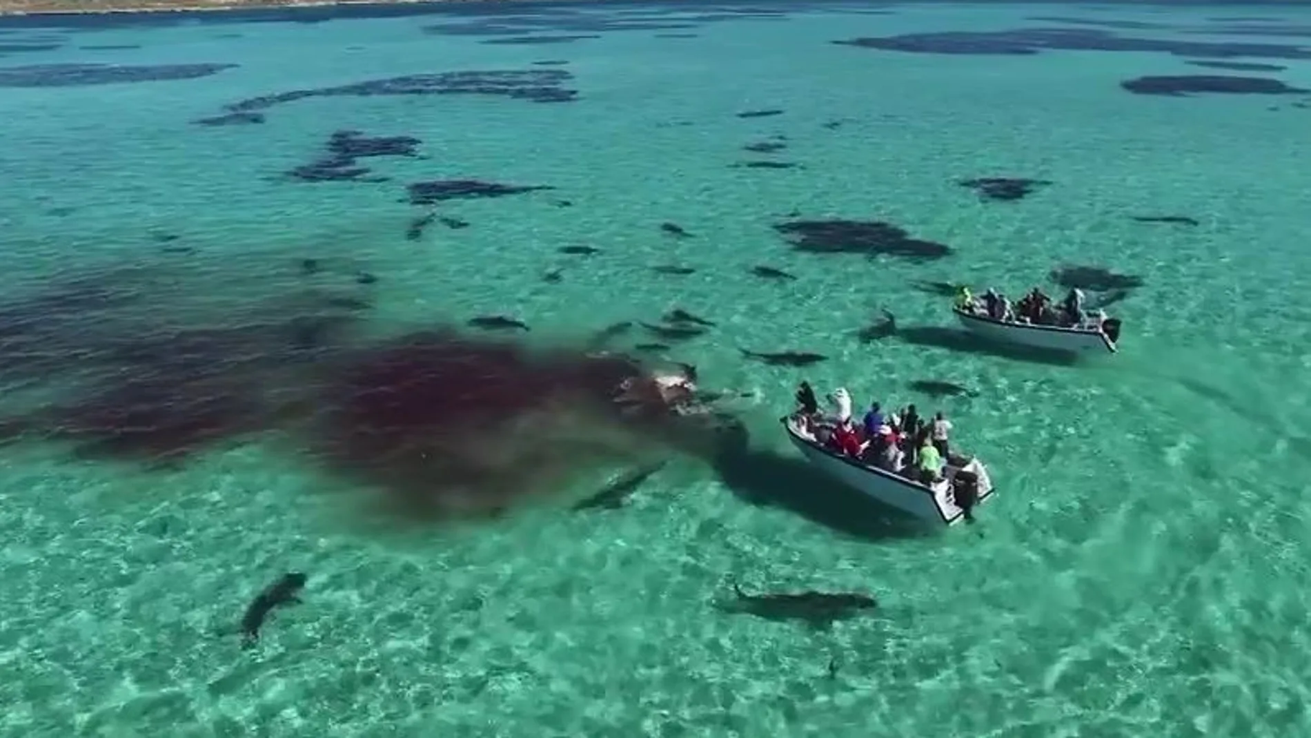 70 tiburones devoran una ballena delante de una veintena de turistas