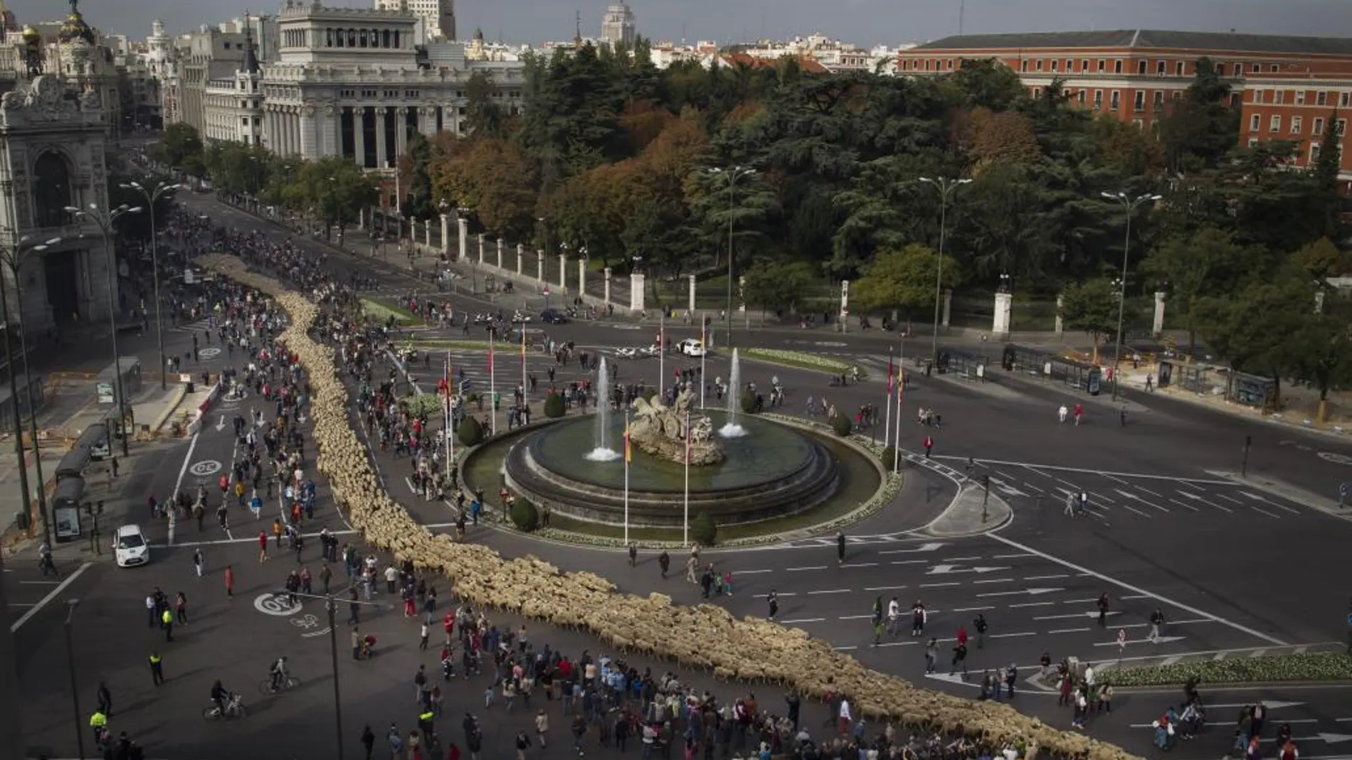 Cerca de 2.000 ovejas recorrerán el centro de Madrid