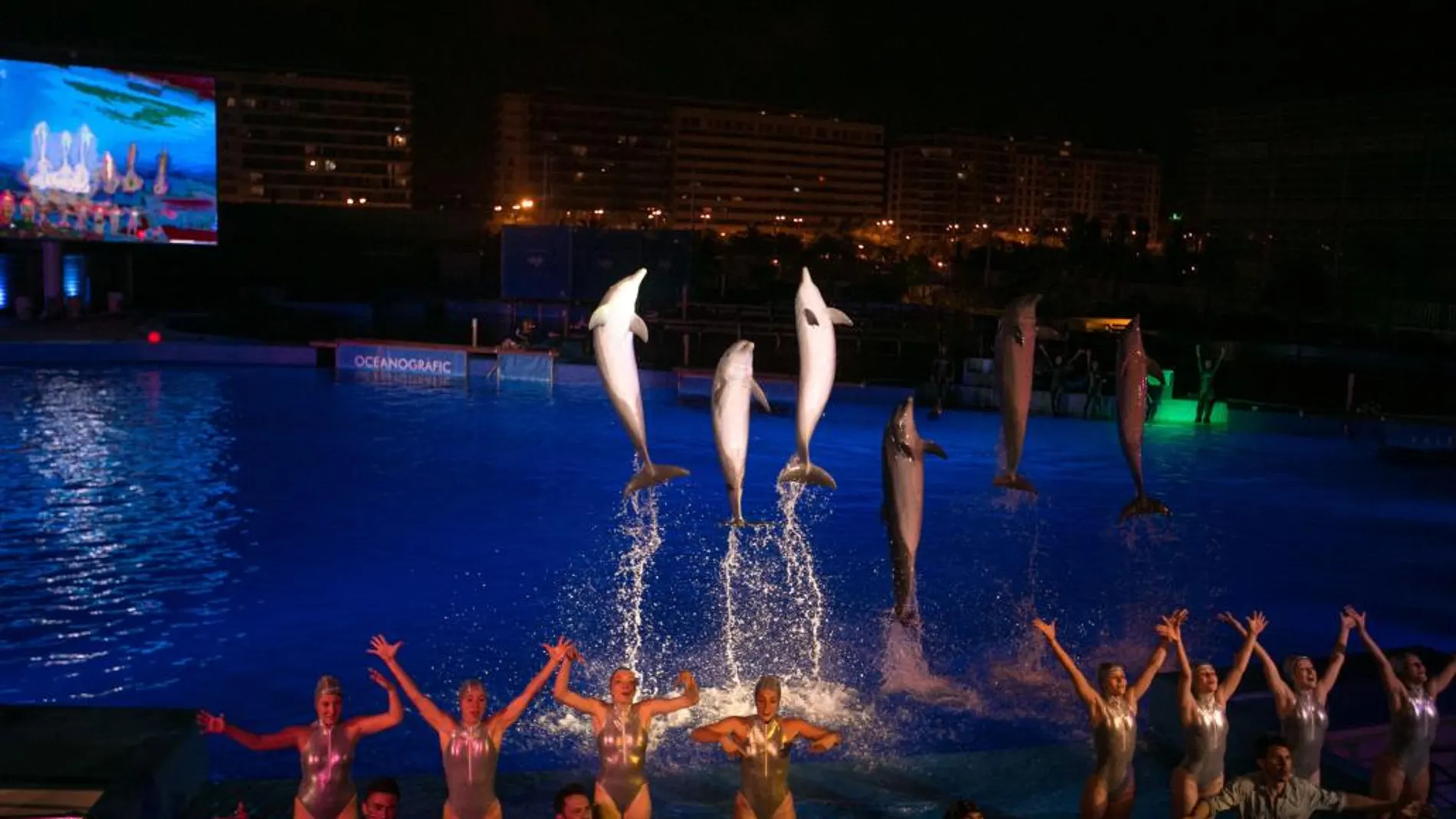Delfines y natación sincronizada, música y baile, es la oferta de verano de las Noches del Oceanogràfic