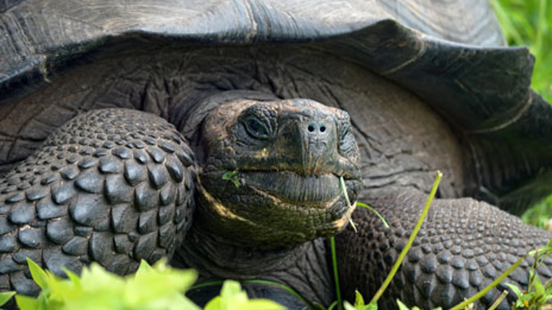 Esta especie de tortuga, bautizada como Helonoidis donfaustoi, fue encontrada en Ecuador
