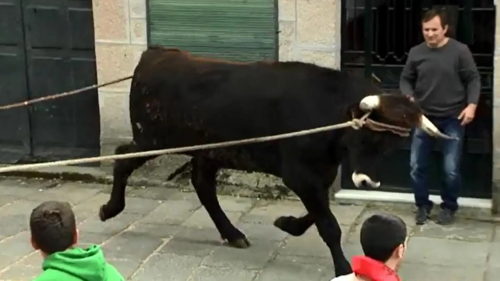Una campaña animalista pide abolir las fiestas con bueyes en Orense