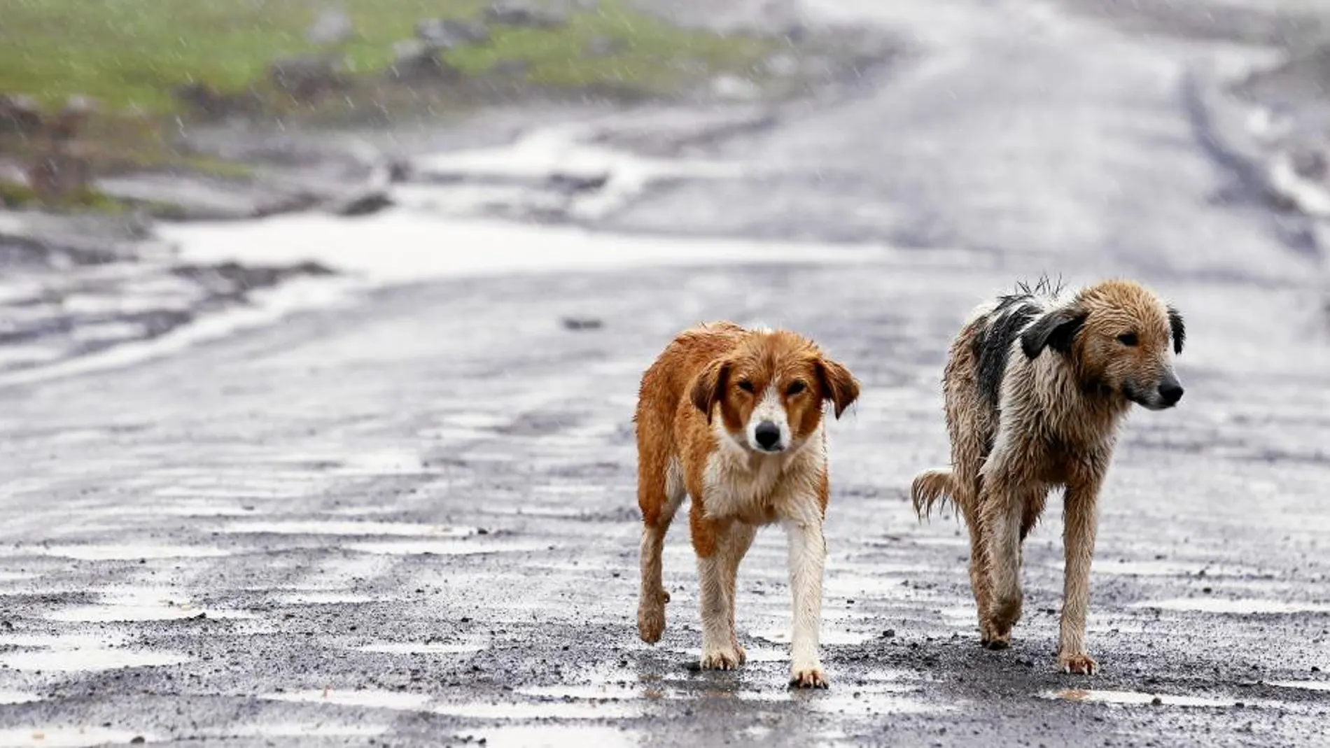 Siete de cada diez perros abandonados son cachorros