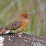 Uno de los ejemplares de la columbina ojiazul (Columbina cyanopis) hallados en Brasil