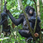 Hembra de bonobo con los genitales hinchados