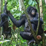  Las hembras de bonobo se enfadan más que los machos
