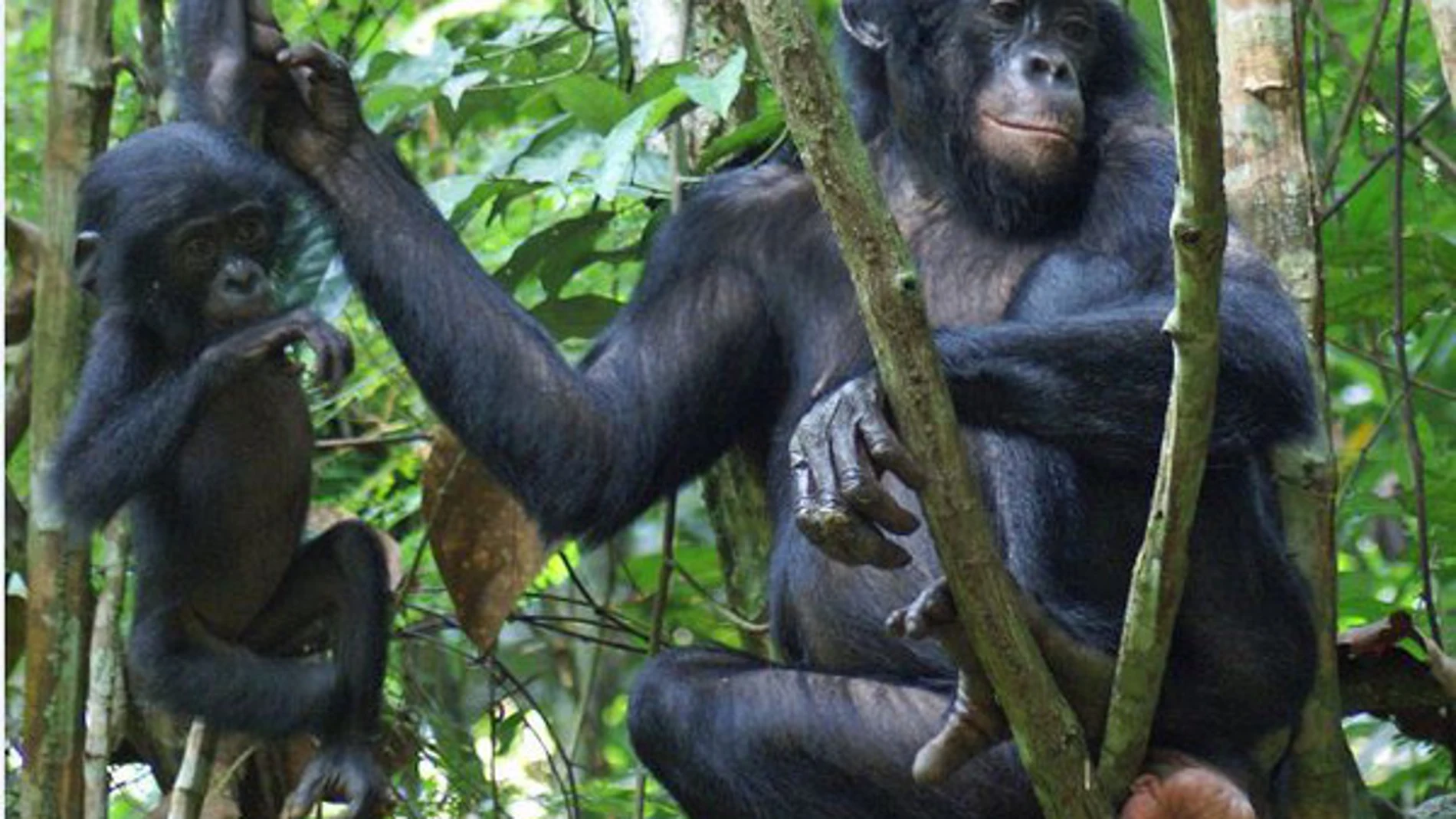 Hembra de bonobo con los genitales hinchados