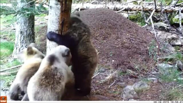 Imagen de los osos en el Pirineo catalán.