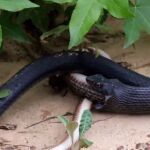 Instantes en el que la serpiente 'vomita' al otro animal
